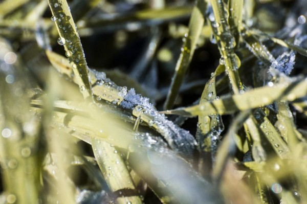 Запрет на посещение лесов в Тюменской области продлен до 13 мая