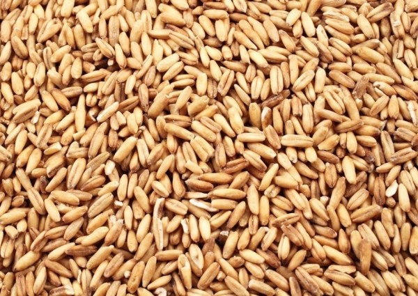 Тюменское агропредприятие отправило 100 тонн яровой пшеницы в Казахстан