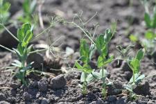 Александр Моор оценил ход  строительства завода по глубокой переработке гороха под Ишимом