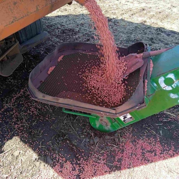 В 10 районах Тюменской области под посев гороха хозяйства отвели 60 тысяч гектаров