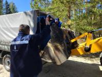 Мальков белого амура и карпа выпустили в озеро Бирюзовое сотрудники тюменского водоканала