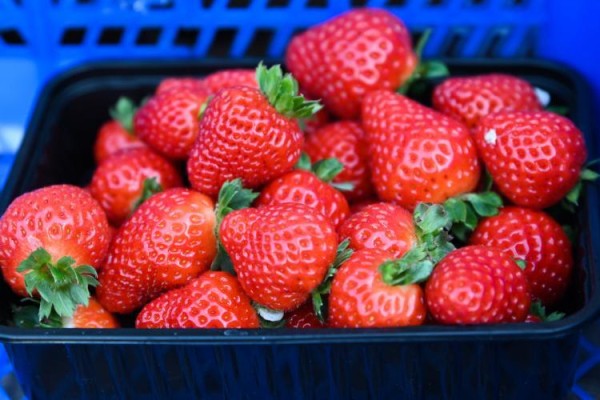 В Тюменскую область привезли более 20 тонн клубники из Киргизии В Тюменскую область привезли более 20 тонн клубники из Киргизии