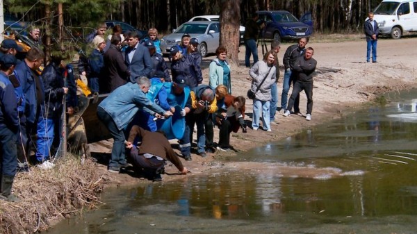 Мальков белого амура и карпа выпустили в озеро Бирюзовое сотрудники тюменского водоканала