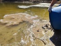 Мальков белого амура и карпа выпустили в озеро Бирюзовое сотрудники тюменского водоканала