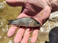 Мальков белого амура и карпа выпустили в озеро Бирюзовое сотрудники тюменского водоканала