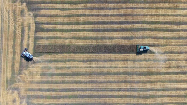 В Тюменской области посеют 400 тыс. га яровой пшеницы