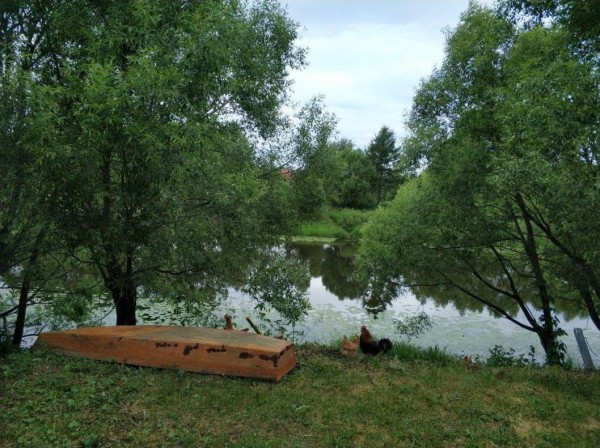 Тюменские депутаты поддержали изменения в Лесной кодекс РФ