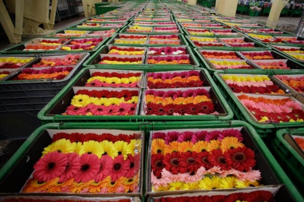 Почти 1,5 тысячи тонн зелени и овощей завезли в Тюменскую область из стран СНГ в 2023 году