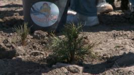 Герой России Рустам Сайфуллин принял участие в создании "Аллеи памяти и славы"