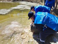 Мальков белого амура и карпа выпустили в озеро Бирюзовое сотрудники тюменского водоканала