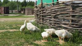 Подоить коз и вылепить сибирские пельмени в "Золотую подкову" приезжают даже с Камчатки