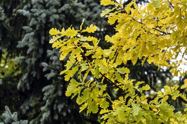 В лесах Тюменской области впервые с апреля установлен первый класс пожароопасности