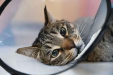 Ветеринары Зимины из Ялуторовска развивают бизнес при господдержке