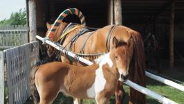 Подоить коз и вылепить сибирские пельмени в "Золотую подкову" приезжают даже с Камчатки