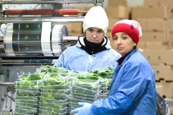 В Тюмень привезли 44 тонны молодой моркови из Киргизии