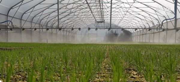 Теплицу на 250 тысяч сеянцев сосны открыли в тюменском лесничестве