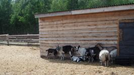 Подоить коз и вылепить сибирские пельмени в "Золотую подкову" приезжают даже с Камчатки