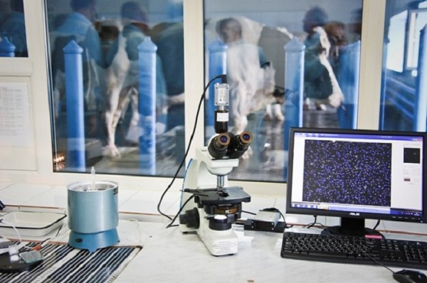 В Тюменской области  развивают импортонезависимость от поставок семенного материала