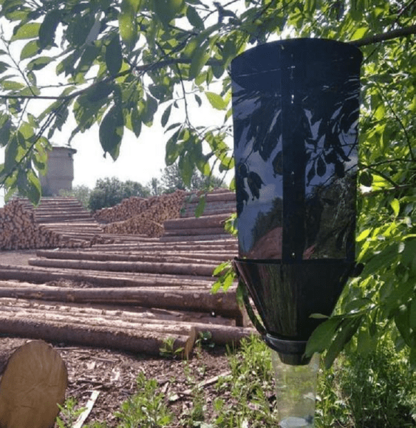 1 тыс. 430 феромонных ловушек на вредителей установят в Тюменской области