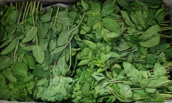 В Тюменской области сформируют реестр экспортеров растительного сырья в Китай