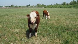 Подоить коз и вылепить сибирские пельмени в "Золотую подкову" приезжают даже с Камчатки