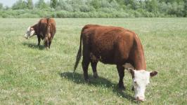 Подоить коз и вылепить сибирские пельмени в "Золотую подкову" приезжают даже с Камчатки