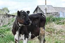 Экскурсии по местам старообрядцев проводят в Исетском районе