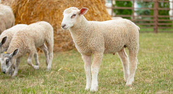 Инвесторов для развития овцеводства ищут в Армизонском районе