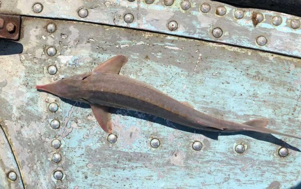 Браконьер наловил в Иртыше стерляди на 64 тысячи рублей