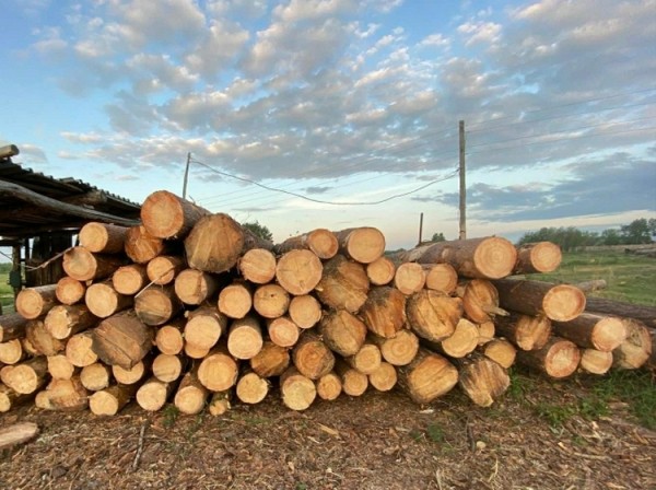 Тюменец спилил сосны на один миллион рублей в Ярковском районе