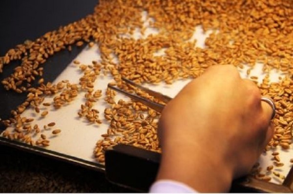 Поддельную декларацию на 136 тонн ячменя выявили в Тюменской области