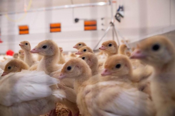 На племенном репродукторе индейки в Тюменской области будут производить в год 12 млн яиц