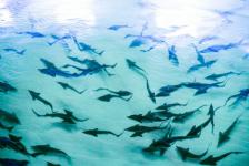 Гибрид русского и ленского осетра РоЛо выращивают на тюменской акваферме 