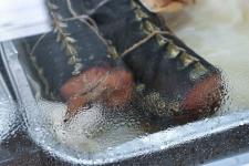 Гибрид русского и ленского осетра РоЛо выращивают на тюменской акваферме 