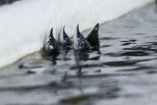 Гибрид русского и ленского осетра РоЛо выращивают на тюменской акваферме 