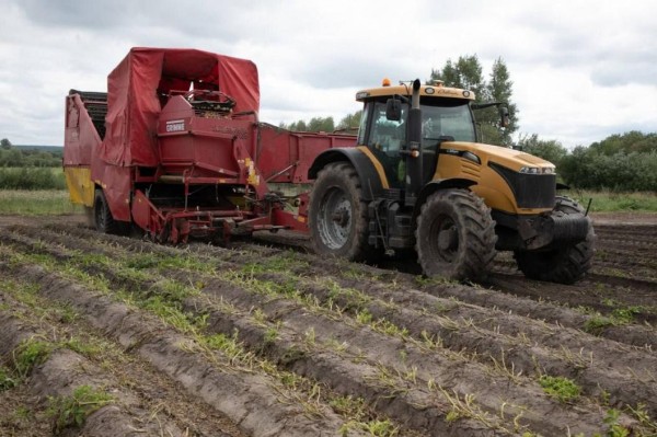 К уборке картофеля и озимой пшеницы приступили сельхозпредприятия Тюменской области