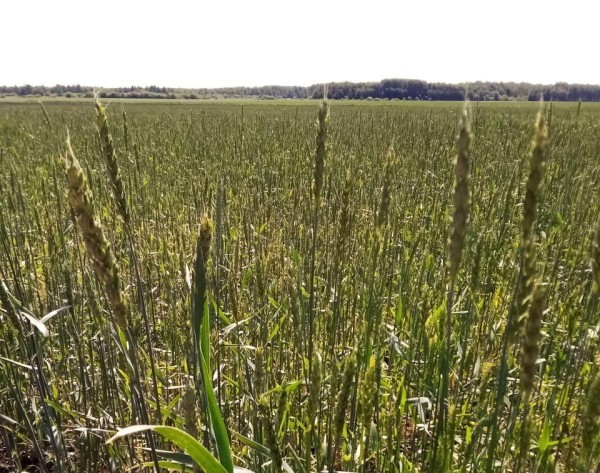  Тюменские поля засеяны высококачественными семенами отечественной селекции