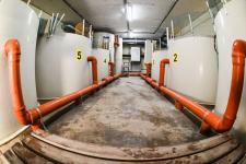 Гибрид русского и ленского осетра РоЛо выращивают на тюменской акваферме 