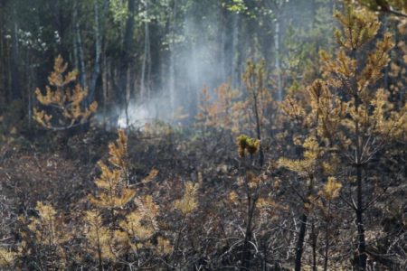В Тюменской области за сутки выявили два лесных пожара