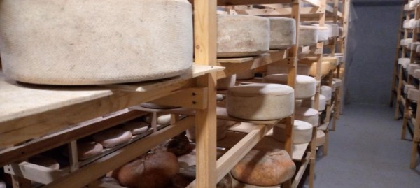  Сыр по рецепту испанских пиратов создают на ремесленном производстве под Тюменью