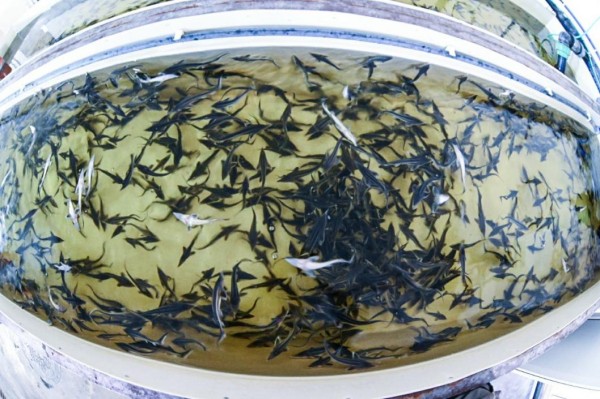 Гибрид русского и ленского осетра РоЛо выращивают на тюменской акваферме 