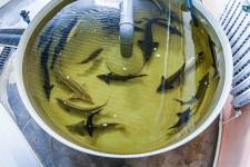 Гибрид русского и ленского осетра РоЛо выращивают на тюменской акваферме 