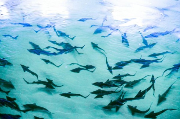 Смотреть в глаза: тюменский эксперт назвал  главные признаки свежести рыбы