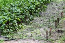 Растения из Перу, Эфиопии, Боливии адаптируют тюменские ученые к условиям Западной Сибири