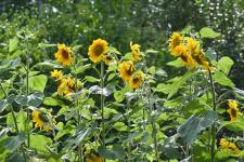 Растения из Перу, Эфиопии, Боливии адаптируют тюменские ученые к условиям Западной Сибири