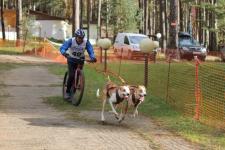 Гонки на собачьих упряжках пройдут в Упоровском районе