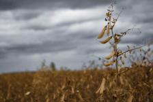 В Ишимском районе начали убирать горох