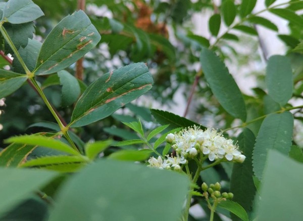 В Тюмени во второй раз за сезон расцвела рябина 