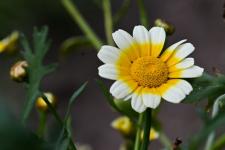 Растения из Перу, Эфиопии, Боливии адаптируют тюменские ученые к условиям Западной Сибири