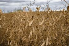 В Ишимском районе начали убирать горох